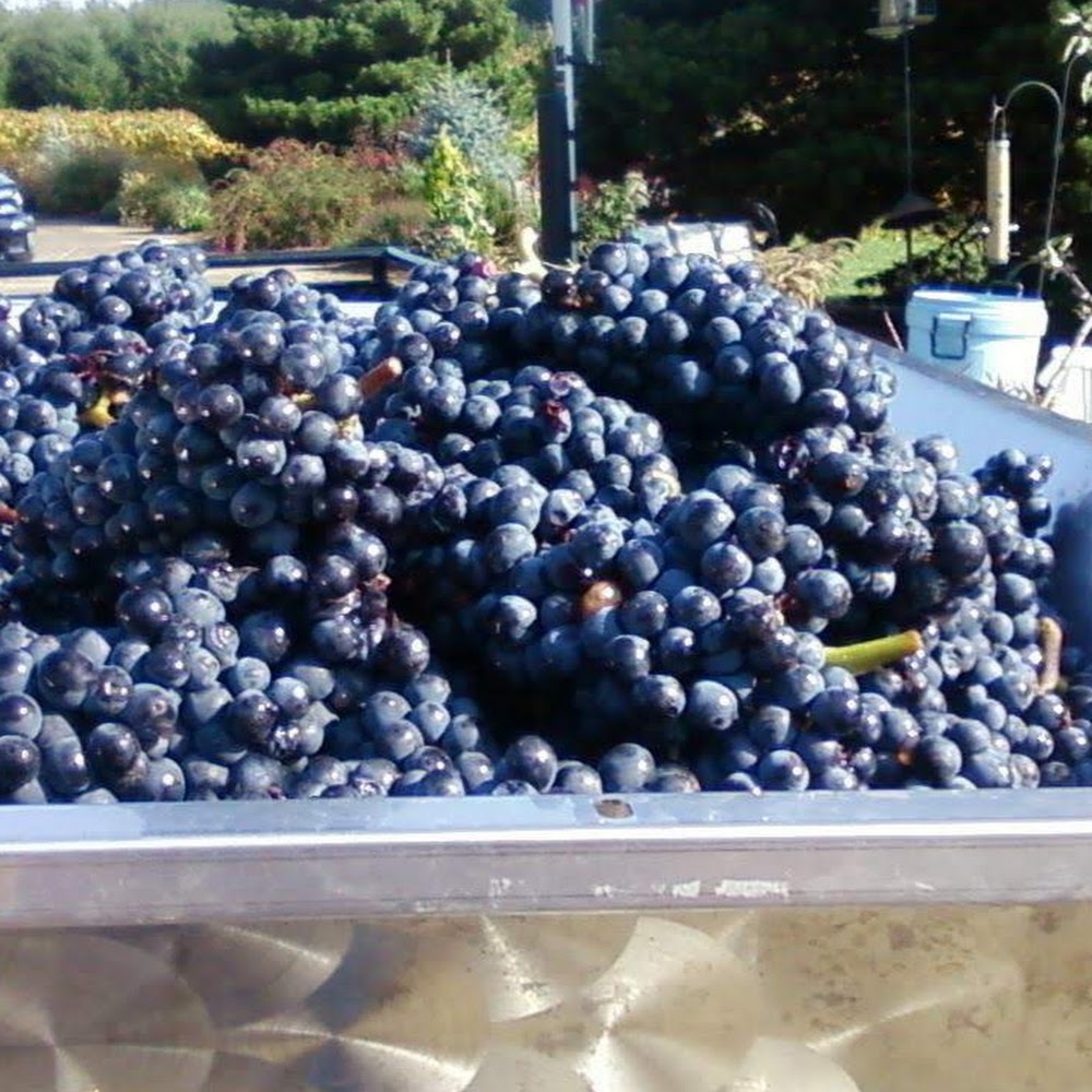 Meet your Posher, Moriah